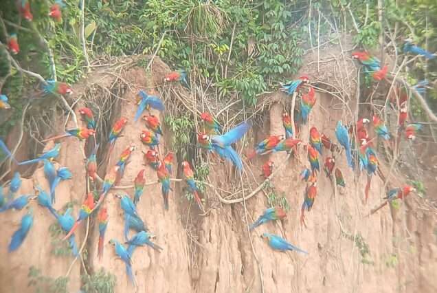 Manu + Tambopata Chuncho Macaw Clay Lick Tour 9 Days