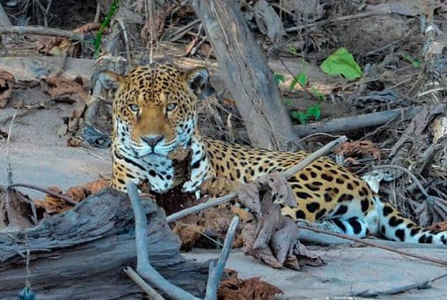 Manu Reserved Zone & Amazon Wildlife Expedition – 5 Days / 4 Nights
