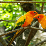 Collpa Chuncho Macaw Clay Lick