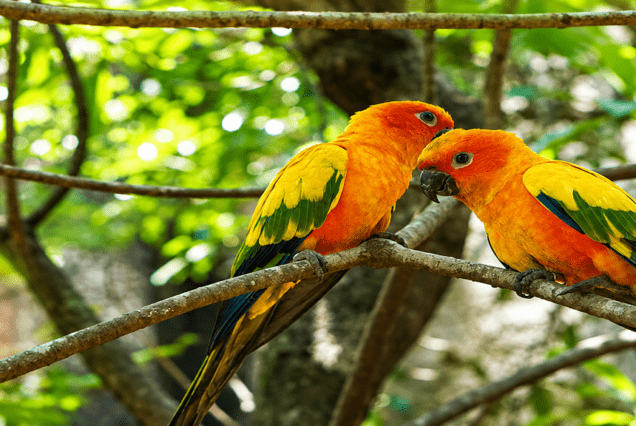 Collpa Chuncho Macaw Clay Lick