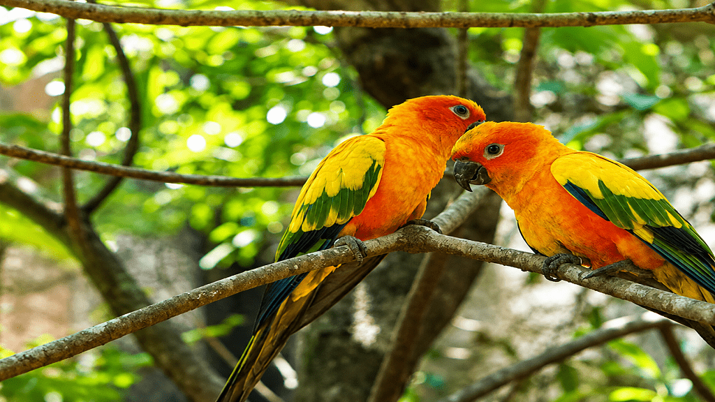 Collpa Chuncho Macaw Clay Lick