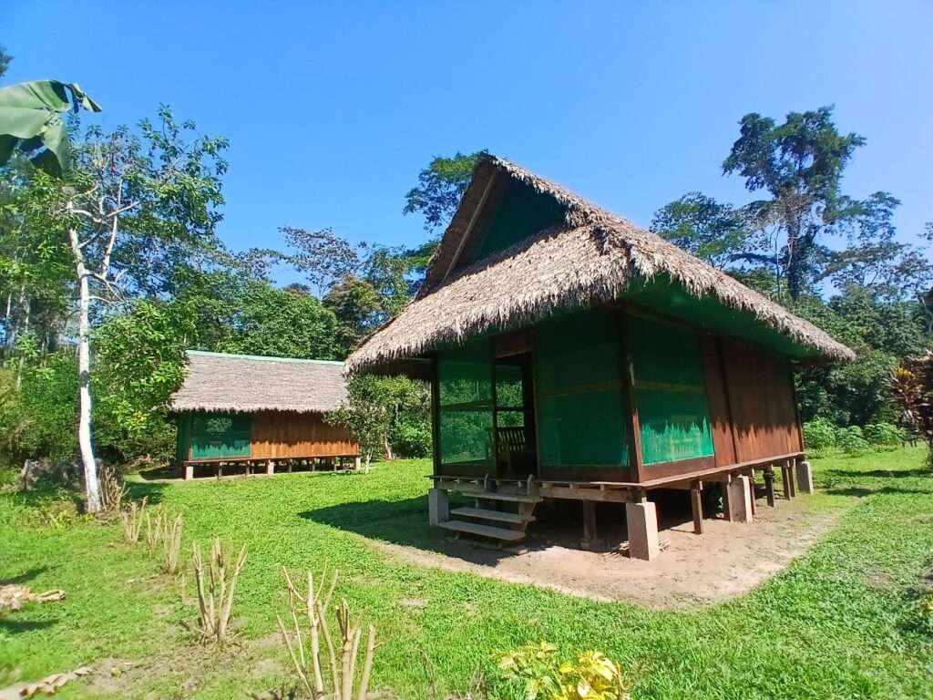 Rainforest002
