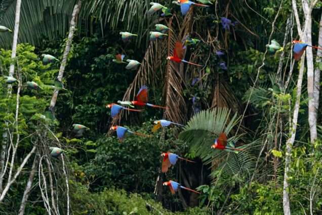 Collpa Chuncho Tour – Treehouse INN 4 days / 3 nights